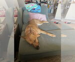 Small #4 Australian Kelpie-Carolina Dog Mix
