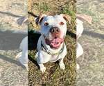 Small #22 American Bulldog Mix