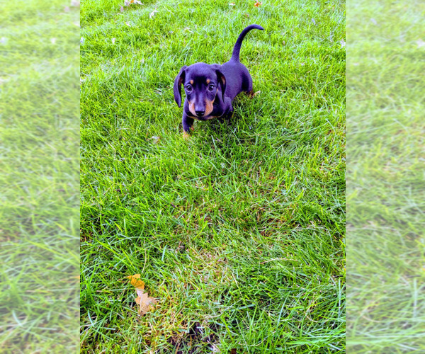 Medium Photo #1 Dachshund Puppy For Sale in SIOUX FALLS, SD, USA
