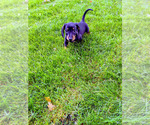 Small Photo #1 Dachshund Puppy For Sale in SIOUX FALLS, SD, USA