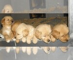 Small Photo #8 Golden Retriever Puppy For Sale in VERMONTVILLE, MI, USA