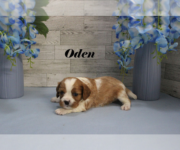 Medium Photo #5 Cavalier King Charles Spaniel Puppy For Sale in CHANUTE, KS, USA