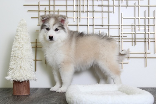 Medium Photo #1 Huskimo Puppy For Sale in BEL AIR, MD, USA