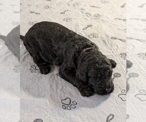 Goldendoodle Puppy for sale in PITTSGROVE, NJ, USA