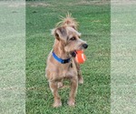 Small #2 Mutt