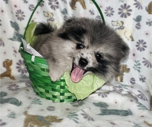 Pomeranian Puppy for sale in BAKERSFIELD, CA, USA
