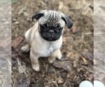 Puppy Puppy 1 Lilli Pug