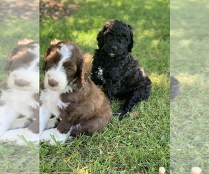 Sheepadoodle Puppy for sale in BURLINGTON, KY, USA