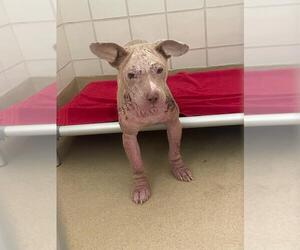 American Pit Bull Terrier Dogs for adoption in Derwood, MD, USA