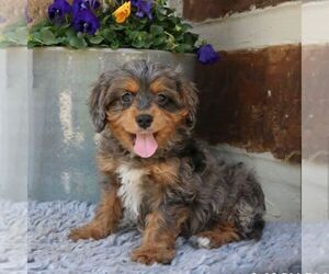 Cavapoo Puppy for Sale in NARVON, Pennsylvania USA