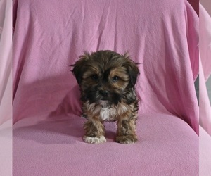 Shorkie Tzu Puppy for sale in BALTIC, OH, USA