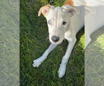 Small Photo #2 Labrador Retriever-Unknown Mix Puppy For Sale in Sandy, UT, USA