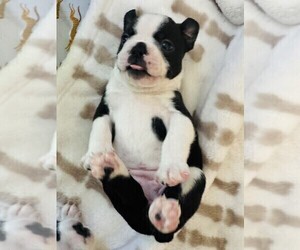 Medium Boston Terrier