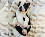 Puppy Jelly Bean Boston Terrier