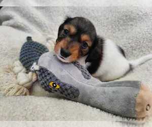 Dachshund Puppy for sale in AUSTIN, TX, USA