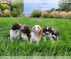 Brittany Puppy for sale in FORT COLLINS, CO, USA