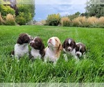 Small Brittany