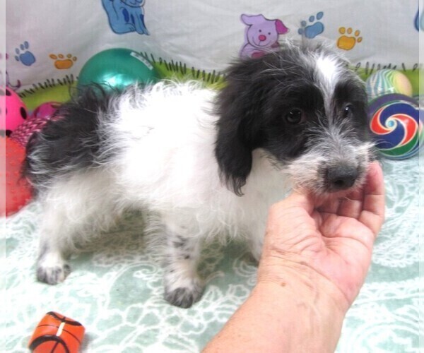 Medium Photo #2 Chiweenie-Poodle (Toy) Mix Puppy For Sale in RATTAN, OK, USA