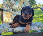 Small Photo #2 Rottweiler Puppy For Sale in WITHEE, WI, USA