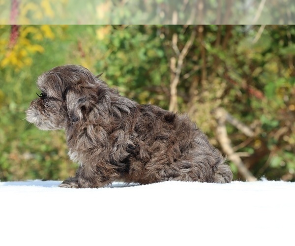 Medium Photo #54 ShihPoo Puppy For Sale in DYERSBURG, TN, USA