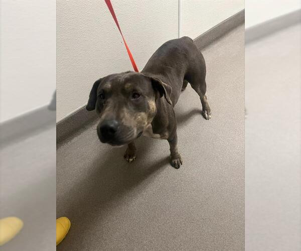 Medium Photo #1 Miniature Bull Terrier-Unknown Mix Puppy For Sale in HESPERIA, CA, USA