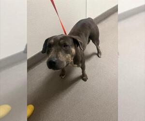 Miniature Bull Terrier-Unknown Mix Dogs for adoption in HESPERIA, CA, USA