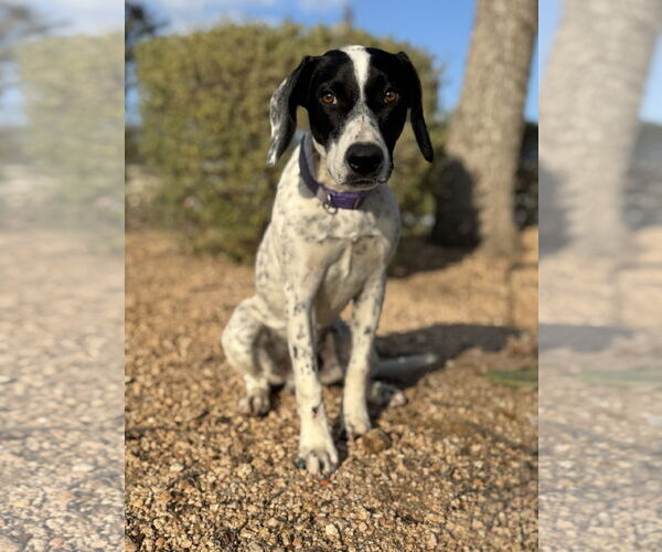 Medium Photo #3 Pointer-Unknown Mix Puppy For Sale in PIPE CREEK, TX, USA