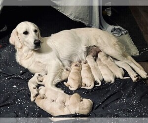 Mother of the Golden Retriever puppies born on 05/31/2022