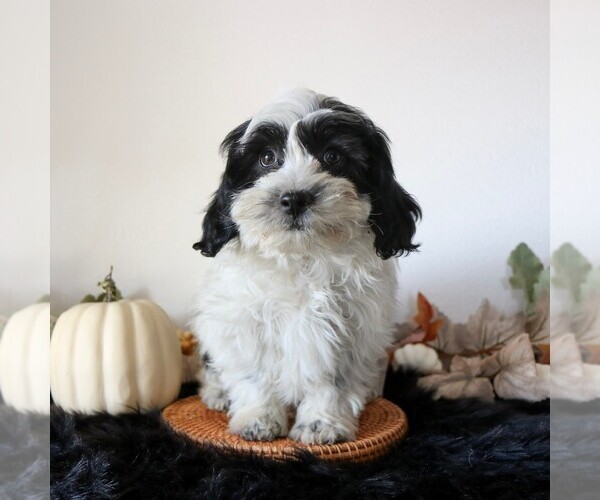 Medium Photo #1 Zuchon Puppy For Sale in ARTHUR, IL, USA