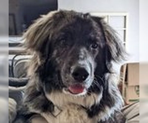 Medium Photo #2 Great Pyrenees-Unknown Mix Puppy For Sale in Fremont, CA, USA