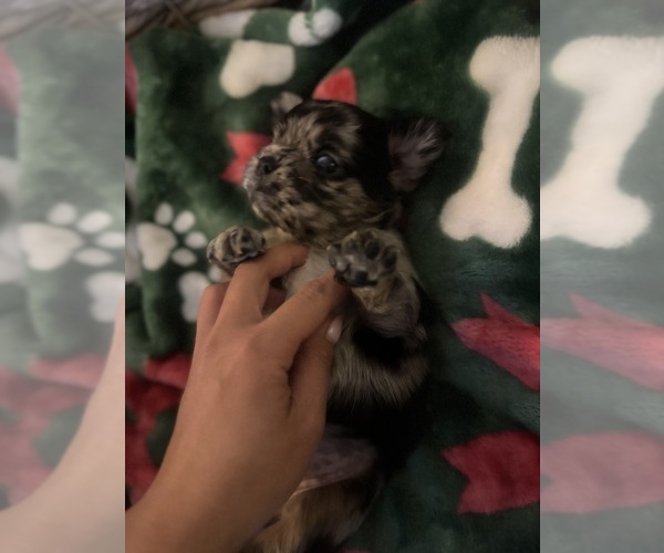 Medium Photo #4 French Bulldog Puppy For Sale in BONNEAU, SC, USA