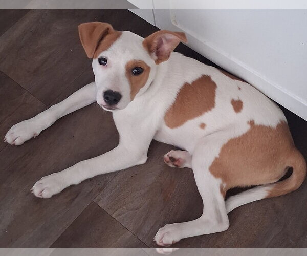 Medium Photo #1 Mutt Puppy For Sale in Brooklyn Center, MN, USA