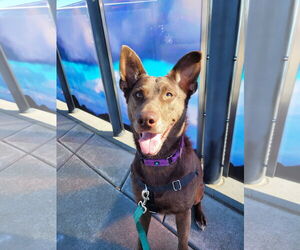 Australian Kelpie-Labrador Retriever Mix Dogs for adoption in Sequim, WA, USA