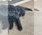 Small Photo #19 Poodle (Standard) Puppy For Sale in BAKERSFIELD, CA, USA