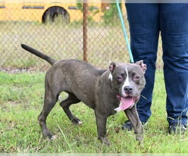 Medium Photo #4 American Pit Bull Terrier Puppy For Sale in Glen Allen, VA, USA