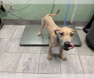 Great Dane-Unknown Mix Dogs for adoption in Grand Prairie, TX, USA