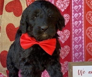 Goldendoodle Puppy for sale in LANCASTER, PA, USA