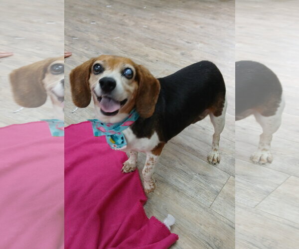 Medium Photo #11 Beagle Puppy For Sale in Murfreesboro, NC, USA