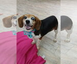Small #10 Beagle