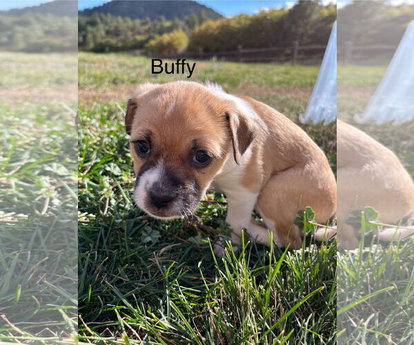 Medium Photo #6 Border Terrier-Unknown Mix Puppy For Sale in Denver , CO, USA