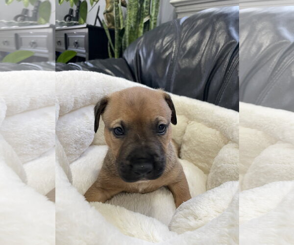 Medium Photo #4 Labrador Retriever-Unknown Mix Puppy For Sale in Derwood, MD, USA