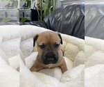 Small #3 Labrador Retriever Mix