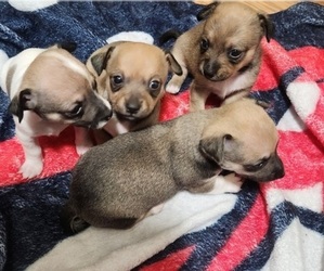 Chiweenie Puppy for sale in BLUFF CITY, TN, USA
