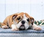Puppy Chloe English Bulldog