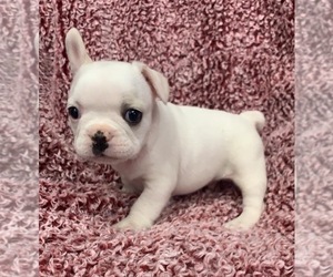 Medium French Bulldog