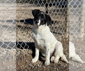 Beagle-Border Collie Mix Dogs for adoption in Manchester, MO, USA