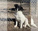Small Photo #1 Beagle-Border Collie Mix Puppy For Sale in Manchester, MO, USA