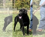 Small #3 Labrador Retriever