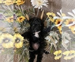 Small Photo #10 Maltese-Poodle (Toy) Mix Puppy For Sale in MONTGOMERY, AL, USA