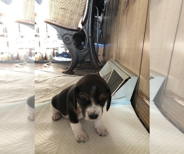 Medium Photo #3 Beagle Puppy For Sale in FORT DODGE, IA, USA